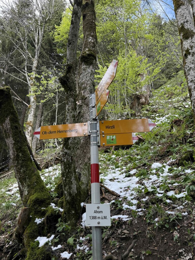 🥾 Hirzli: Gipfelglück zwischen Walensee und Zürichsee IMG 0447 3 768x1024