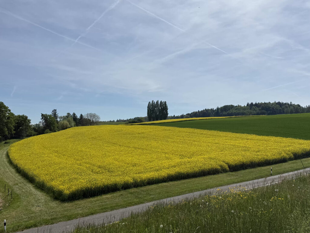 🥾 Wanderung Kreuzlingen – Steckborn: Bodensee, Arenenberg & Badeplatz Rapsfeld 1024x768